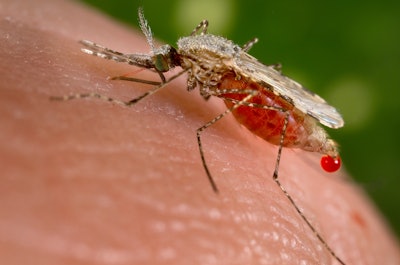 Mnet 123086 Mosquito