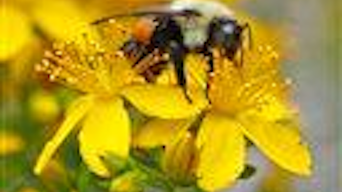Mnet 123092 Pollinator Decline Ap Tn