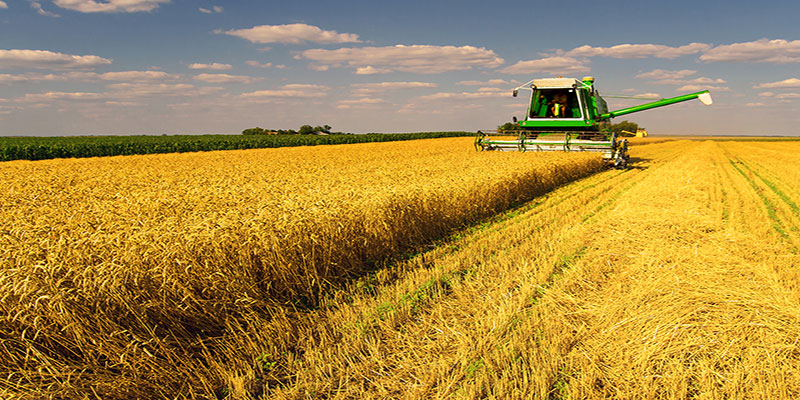 Mnet 149345 Ag Wheat Listing Image