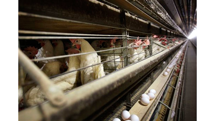 Mnet 149430 Bird Flu Listing Image 0
