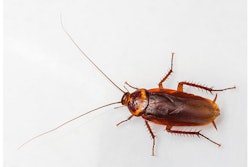 Mnet 149540 Pestoncontrolmainlisting2