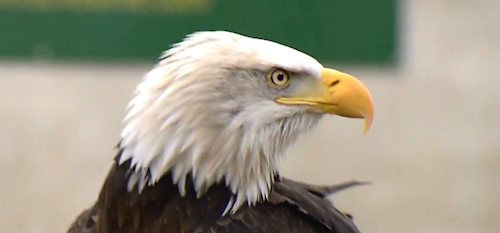 This bald eagle was one of the birds used in the Jan. 31 demonstration. (Image credit: Dutch National Police)