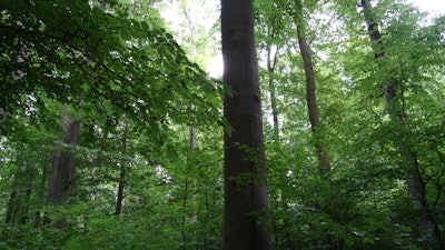 (Image credit: Wedmann via Wikimedia)