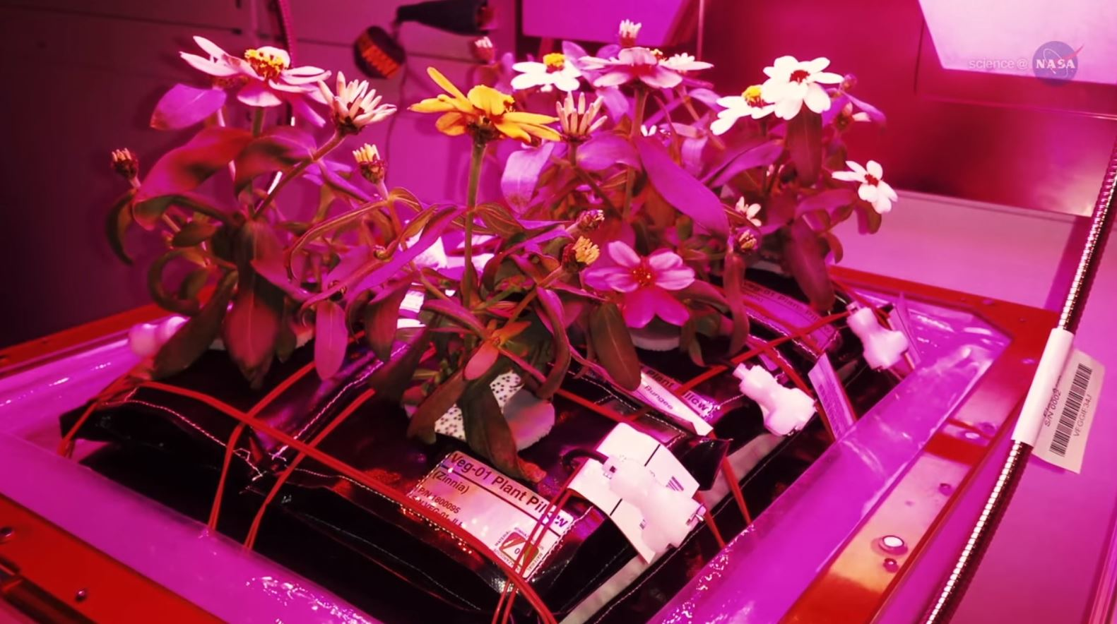Mnet 61721 Nasa Plant