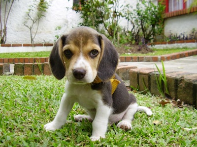 Mnet 123185 Beagle Puppy Sitting On Grass
