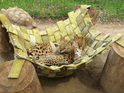 Dinari and Zuri, two servals at Chehaw Wild Animal Park in Georgia, relax in a hammock, which is made from old fire hose from an Owens Corning manufacturing plant. (Photo: Business Wire)
