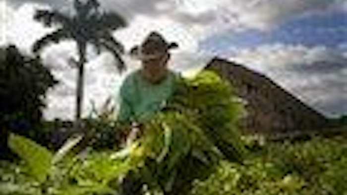 Mnet 64661 Cuba Tobacco Farming Photo Gallery Ap Tn