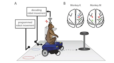 Top image and above: (A) The mobile robotic wheelchair, which seats a monkey, was moved from one of the three starting locations (dashed circles) to a grape dispenser. The wireless recording system records the spiking activities from the monkey’s head stage, and sends the activities to the wireless receiver to decode the wheelchair movement. (B) Schematic of the brain regions from which we recorded units tuned to either velocity or steering. Red dots correspond to units in M1, blue from PMd and green from the somatosensory cortex. (C) Three video frames show Monkey K drive toward the grape dispenser. The right panel shows the average driving trajectories (dark blue) from the three different starting locations (green circle) to the grape dispenser (red circle). The light blue ellipses are the standard deviation of the trajectories. (Images and description credits: Duke University via GE Reports)