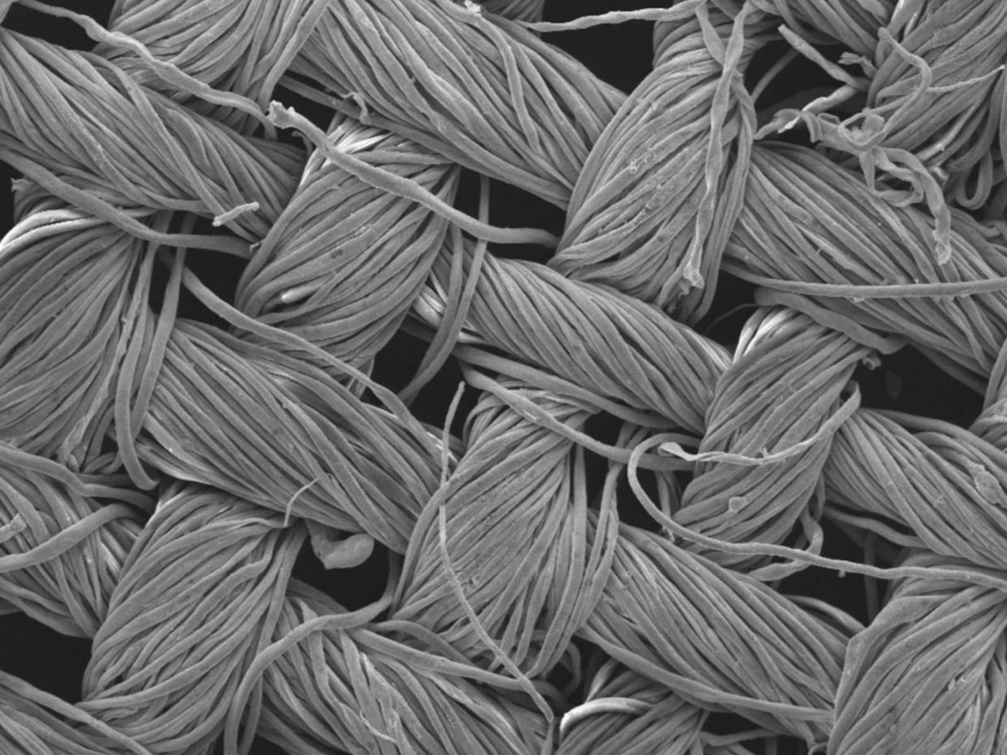 Cotton textiles covered with nanostructures, magnified 200 times. (Image credit: RMIT)