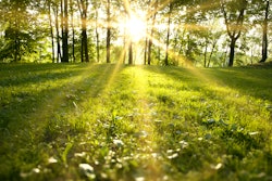 Mnet 123341 Sunlight