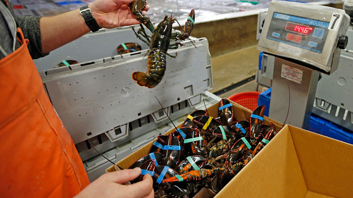 Mnet 150167 European Lobster Ban Osbo Hero1
