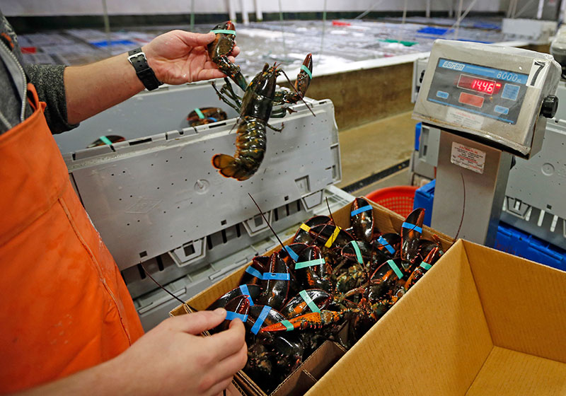 Mnet 150226 European Lobster Ban Osbo Listing Inside