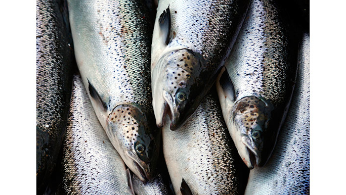 Mnet 150280 Maine Fish Listing Image