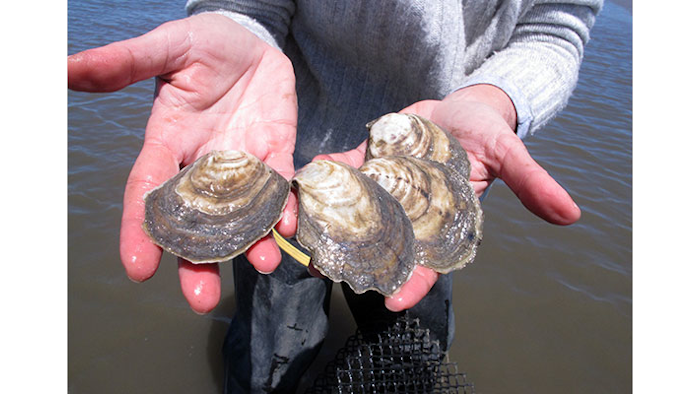 Mnet 150326 Oysters Listing Image
