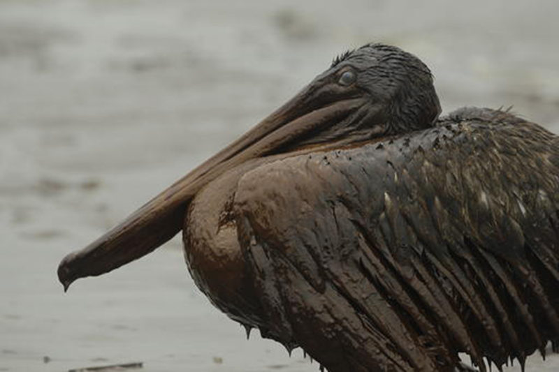 A Brown Pelican sits on the beach at East Grand Terre Island on the Louisiana coast after being drenched in oil from the BP Deepwater Horizon oil spill. (AP Photo/Charlie Riedel)
