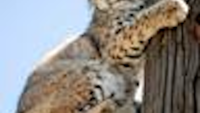 Mnet 123588 Fur Exports Ap Tn
