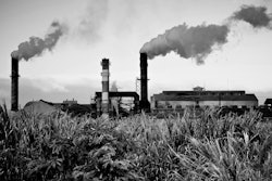 Mnet 123626 Mauisugar