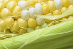 Mnet 123655 Monsantocornbig