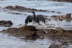 Mnet 123679 California Oil Spill Parr