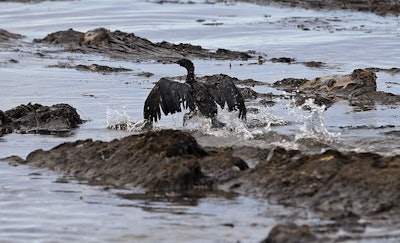 Mnet 123679 California Oil Spill Parr