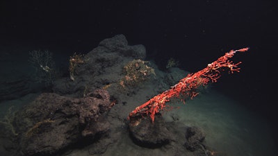 Mnet 123755 Gulf Oil Spill Restor Parr