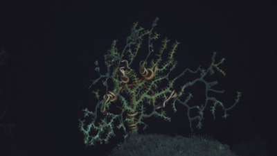 This November 2010 photo, taken in the Gulf of Mexico, shows a colony of Paramuricea biscaya and a symbiotic brittle star impacted by the 2010 Deepwater Horizon oil spill in November, 2010. The photo was taken via a remote operating vehicle (ROV), at 1390 meters (4500 feet) depth, in the Mississippi Canyon 294 lease block, approximately 10 miles from the site of the former Deepwater Horizon and 130 miles southeast of New Orleans, La. (Lophelia II 2010, NOAA OER, and BOEM, via AP)