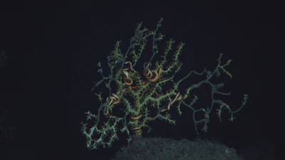 This November 2010 photo, taken in the Gulf of Mexico, shows a colony of Paramuricea biscaya and a symbiotic brittle star impacted by the 2010 Deepwater Horizon oil spill in November, 2010. The photo was taken via a remote operating vehicle (ROV), at 1390 meters (4500 feet) depth, in the Mississippi Canyon 294 lease block, approximately 10 miles from the site of the former Deepwater Horizon and 130 miles southeast of New Orleans, La. (Lophelia II 2010, NOAA OER, and BOEM, via AP)