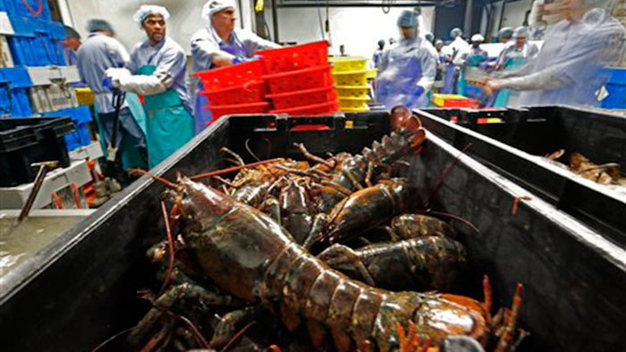 Mnet 150817 Lobsterprocessing Listing