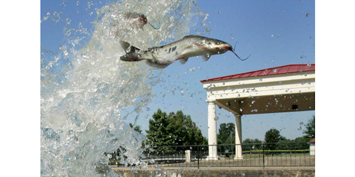 Mississippi Catfish Farmers Fight For Stricter Safety Laws Manufacturing Net