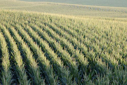 Mnet 191832 Corn
