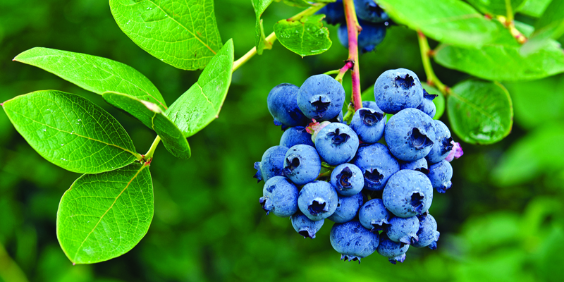 Mnet 151446 Blueberry 800x400