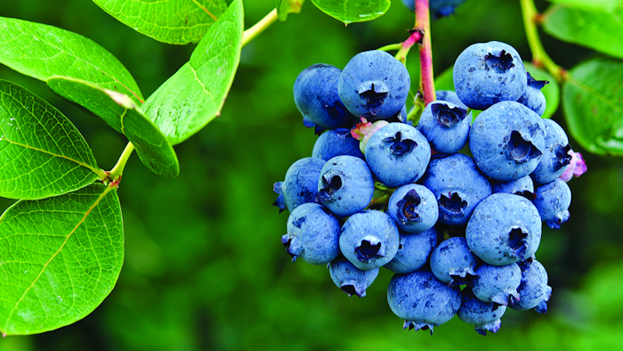 Mnet 151450 Blueberry 1280x512