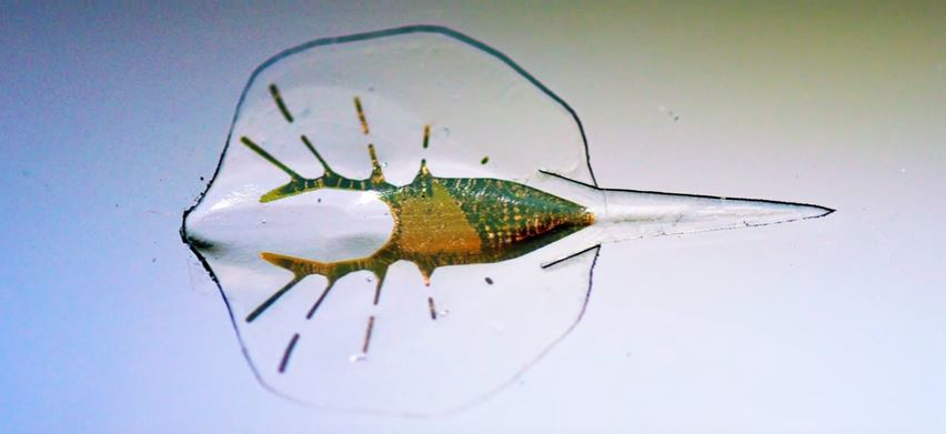 Mnet 82171 Wsj Robotic Stingray