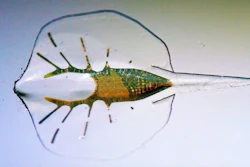 Mnet 82171 Wsj Robotic Stingray
