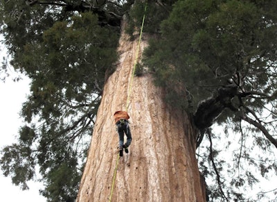 Arborist Jim Clark inches up a giant sequoia to collect new growth from its canopy in the southern Sierra Nevada near Camp Nelson, Calif. (AP Photo/Scott Smith)