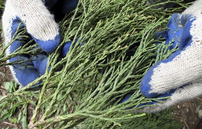 Arborist Jim Clark holds a sprig of new growth that he collected from the dizzying top of an ancient giant sequoia in the southern Sierra Nevada near Camp Nelson, Calif. (AP Photo/Scott Smith)