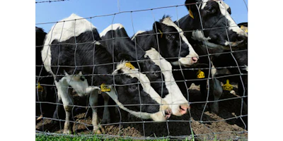 In this May 3, 2011, file photo, beef and dairy cows graze on a farm in Thompson, Conn. Connecticut officials are joining other states in educating local farmers about how to mitigate public health risks as more people visit their farms. State and federal officials are holding a conference Wednesday, Aug. 24, 2016, in Hartford, Conn. to discuss topics ranging from preventing E. coli outbreaks to safely preparing food on the farm. (AP Photo/Jessica Hill, File)