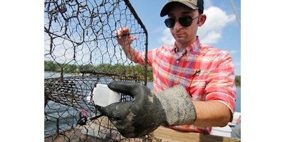 Kepley Biosystems research assistant,. Lee Robertson, loads a Organobait synthetic bait block into a crab pot on the Great Wicomico river in Heathsville, Va., Thursday, Aug. 18, 2016. Fisheries for lobsters and crabs have grappling with a shortage of bait that synthetic bait may help with. (AP Photo/Steve Helber)