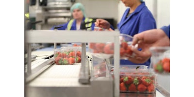 In this photo taken on Wednesday, Aug. 24, 2016, fresh strawberries are weighted on a production line, at Boxford Suffolk Farm, in Suffolk, England. British fruit and vegetable growers rely on seasonal workers from other EU countries to harvest their crops because local workers no longer want the poorly paid, physically demanding jobs that offer little security. EU citizens have the automatic right to work in any member state, and low-skilled east European laborers have helped fuel Britainβs economy since their countries joined the bloc in 2004. (AP Photo /Leonora Beck)