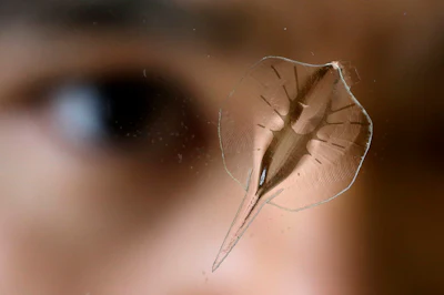 Mnet 192091 Aptopix Stingray Robo Minn