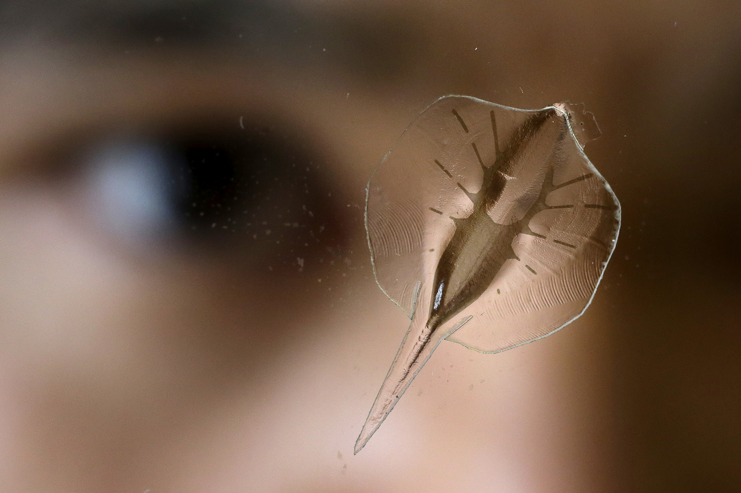 Mnet 192091 Aptopix Stingray Robo Minn