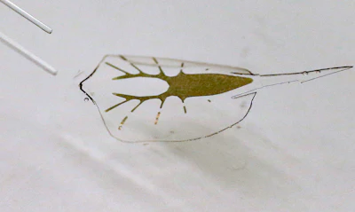 Mnet 192092 Stingray Robots Minn 1