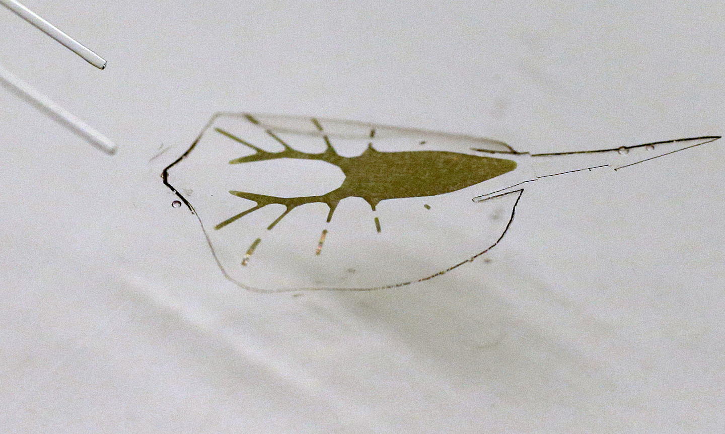 Mnet 192092 Stingray Robots Minn 1