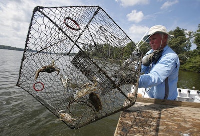Fisheries for lobsters and crabs have grappling with a shortage of bait that synthetic bait may help with. (AP Photo/Steve Helber)