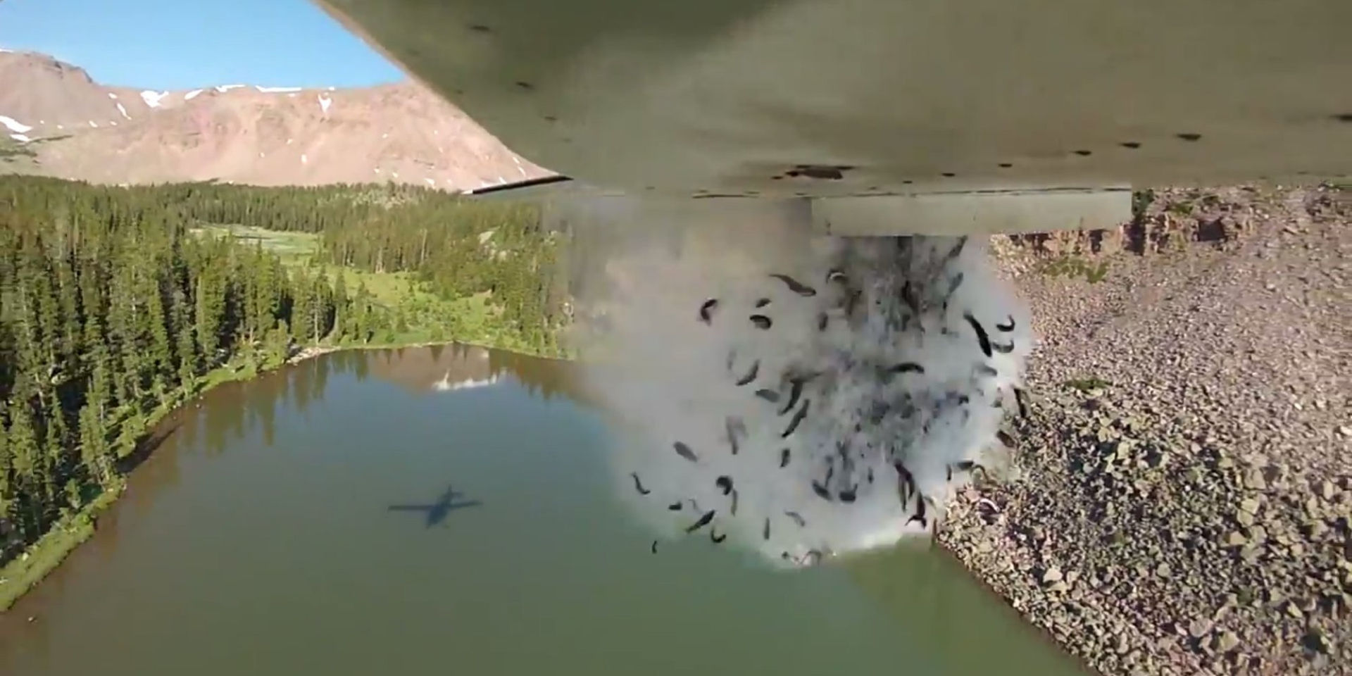 Mnet 86486 Utah Fish