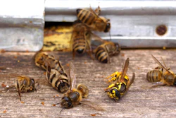 Mnet 124351 Honeybeedieoff