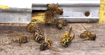 Mnet 124351 Honeybeedieoff