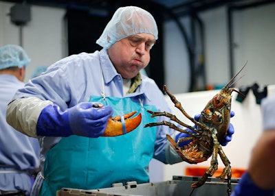 FILE - In this June 20, 2014, file photo, Frank Carlson breaks a claw off a lobster at the Sea Hag Seafood processing plant in St. George, Maine. Retail prices for lobsters have remained high into September 2016 with consumers typically paying a few dollars more than the previous year. A market analyst said the growing demand for processed lobster products could keep the price high in the future. (AP Photo/Robert F. Bukaty, File)