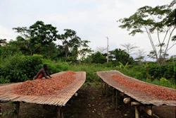 Mnet 151934 Ivory Coast Chocolate Image Listing