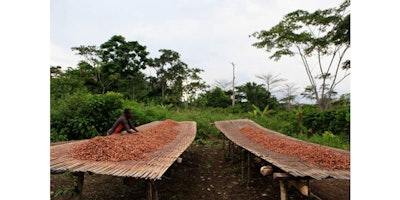 FILE - In this file photo taken Tuesday, May 31, 2011, farmer Alidou Ouedraogo arranges drying cocoa beans as he prepares to cover them for the night, on a cocoa farm outside the village of Fangolo, near Duekoue, Ivory Coast. Ivory Coast has long been known for its raw cocoa production, producing about 35 percent of the world's supply. But less than a third of what it produces is turned into finished products locally. (AP Photo/Rebecca Blackwell,File)